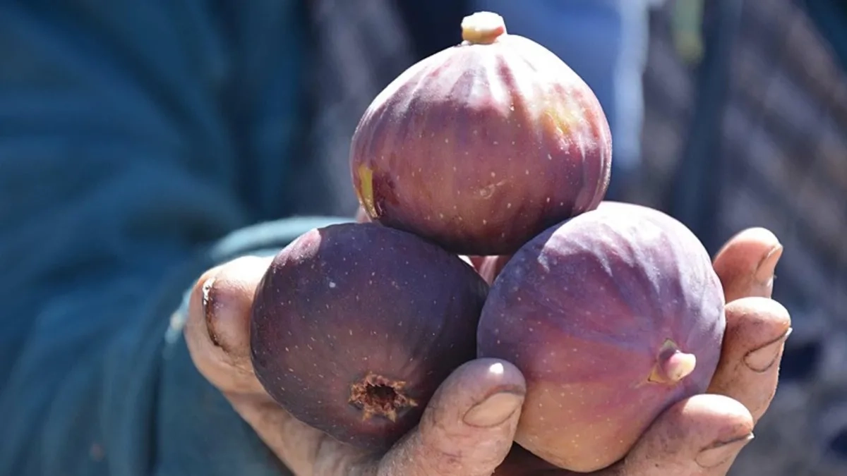 Manisa Demirci’de incir bereketi: 185 tonluk hasat başladı