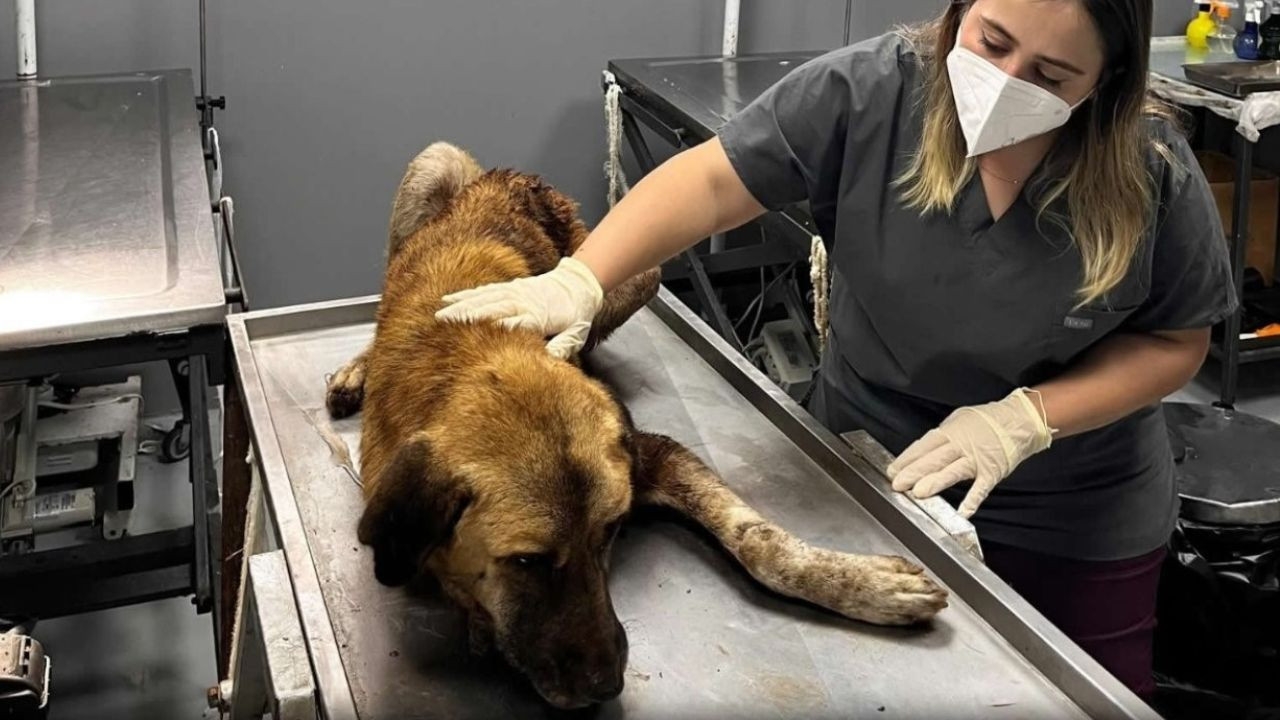 Ağzına çengel takılan köpek tedavi edildi