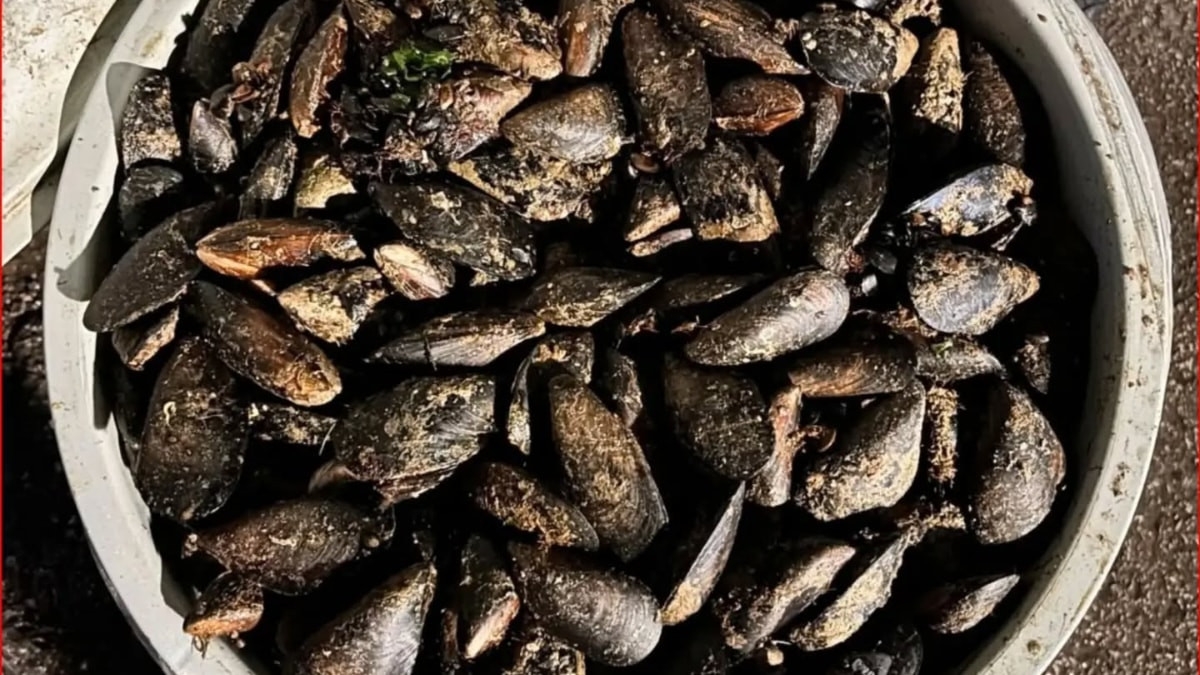 Bolu'da ele geçirilen 650 kilo bozuk midye imha edildi