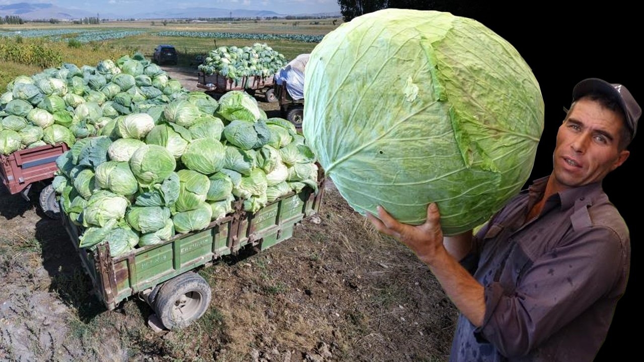 Ağırlığı 45 kilo, fiyatı 200 TL! Türkiye'nin her yerine satıyorlar