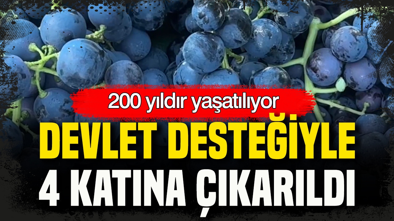 200 yıldır yaşatılıyor: Devlet desteğiyle 4 katına çıkarıldı