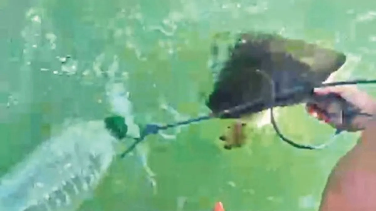 Muğla'da pet şişe ile sürüklenen caretta kurtarıldı