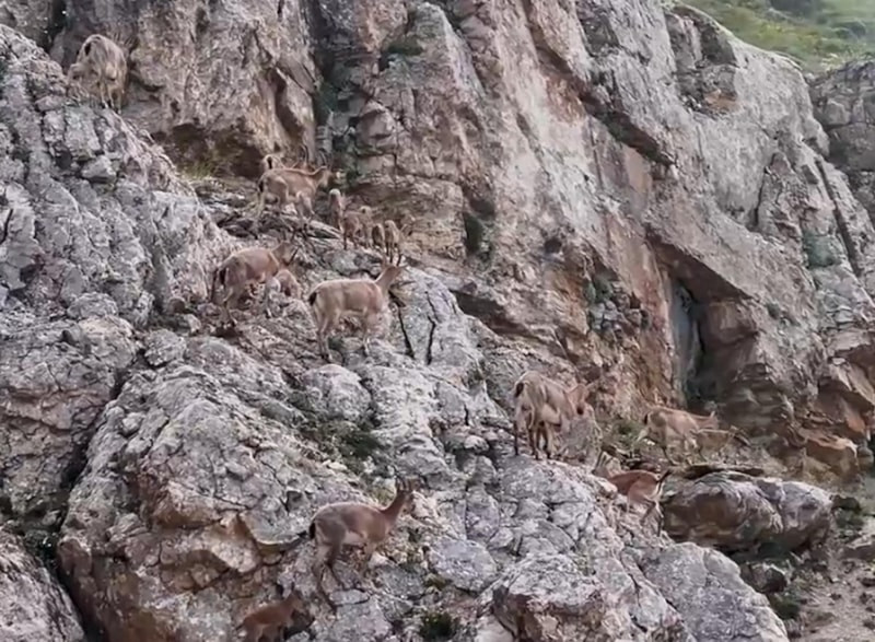 Erzincan Keşiş Dağları'nda yaban keçileri görüntülendi
