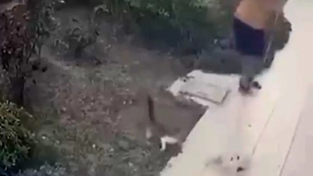 İzmir’de vicdanları sızlatan anlar! Köpeğini gezdiren şahıstan yavrulu kediye tekme