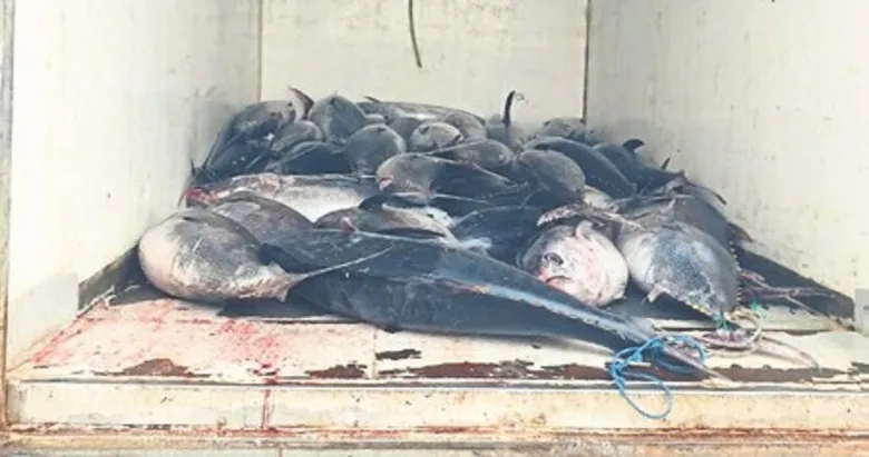 Kamyonetten 3 ton orkinos çıktı