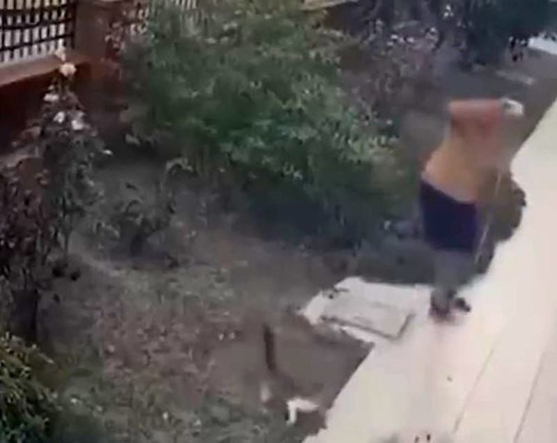İzmir’de yavrularının yanındaki kediye tekmeli saldırı kamerada