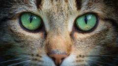 Kedi gözlerinden ilham alan kamera teknolojileri