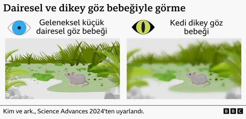 Kedi gözlerinden ilham alan kamera teknolojileri