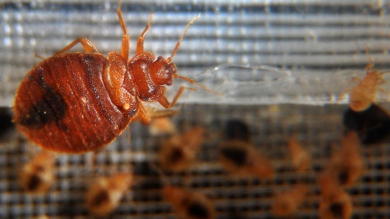 Trenleri tahta kuruları istila etti! Seferler peş peşe iptal oldu