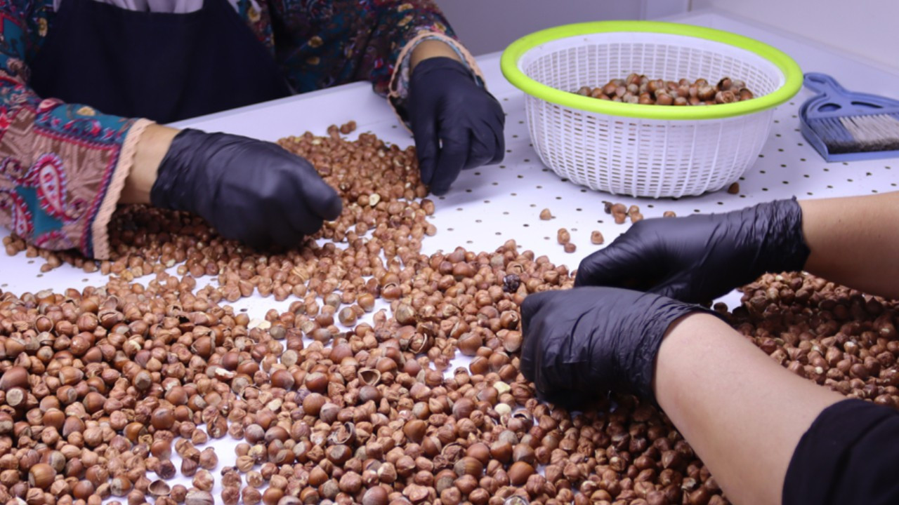 Fındığını ucuza satmak istemeyen üretici yeni bir yol buldu