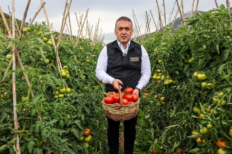 Bilecik'te sofralık ve salçalık domates mesaisi sürüyor