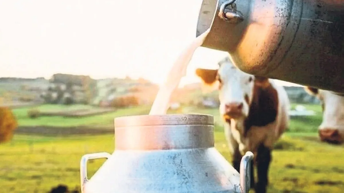 Gıda ekonomisinin bel kemiği süt ve besi sığırcılığı