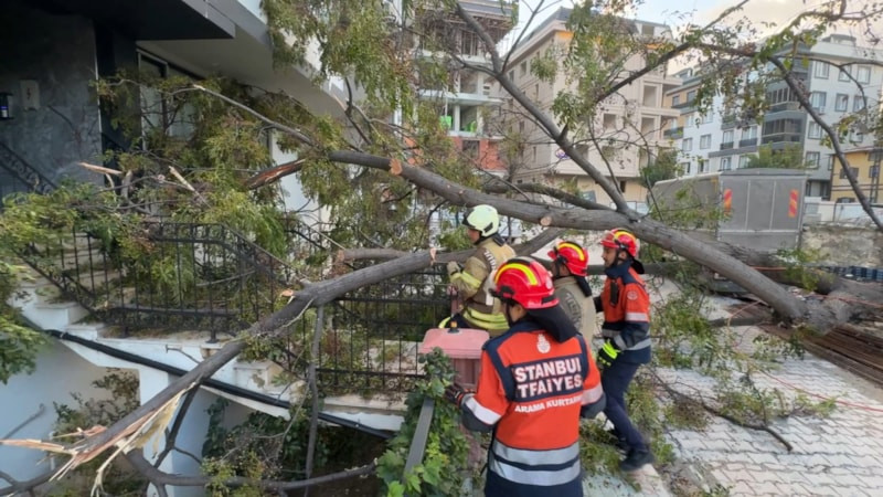 İstanbul'da devrilen ağacın altında kalmaktan kıl payı kurtuldu