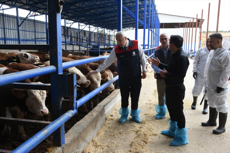 Malatya'da 238 bin büyükbaş hayvan şap hastalığına karşı aşılanıyor