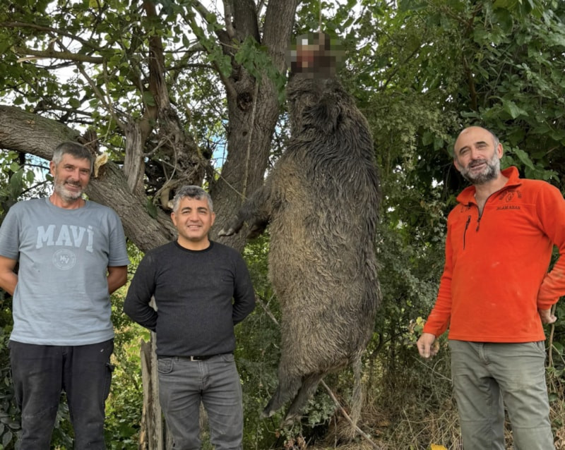 Bilecik'te 350 kiloluk domuz vuruldu: Mısır tarlalarını mahvetti