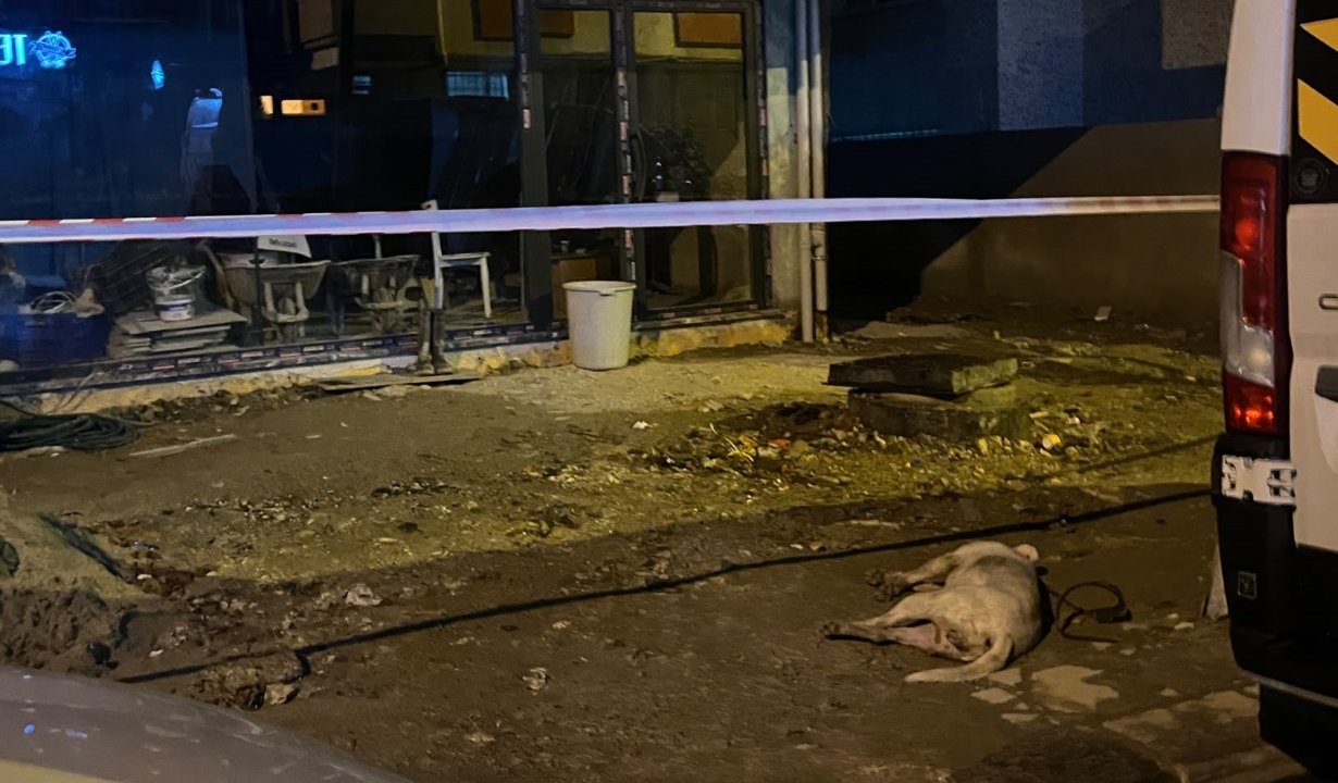 Sokakta elektrik akımına kapılan köpek telef oldu