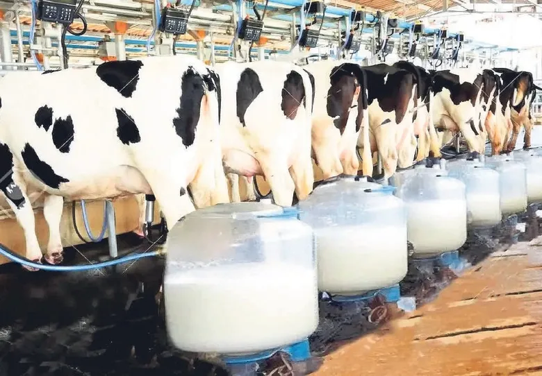 Gıda ekonomisinin bel kemiği süt ve besi sığırcılığı