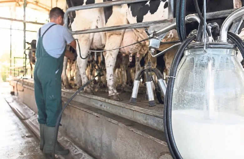Gıda ekonomisinin bel kemiği süt ve besi sığırcılığı