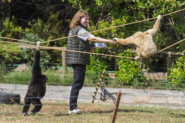Kocaeli'den İzmir'e uzanan sıra dışı hikaye! Gibonlar için hayatını değiştirdi