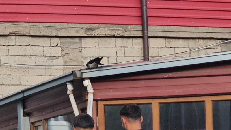Bitlis'te kasap ile karga arasındaki sıra dışı dostluk