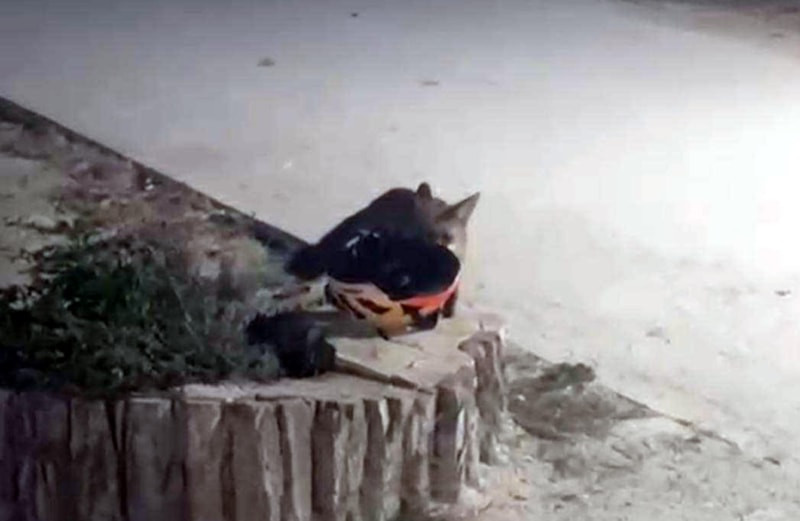 Edirne'de yavru tilkinin kask hırsızlığı
