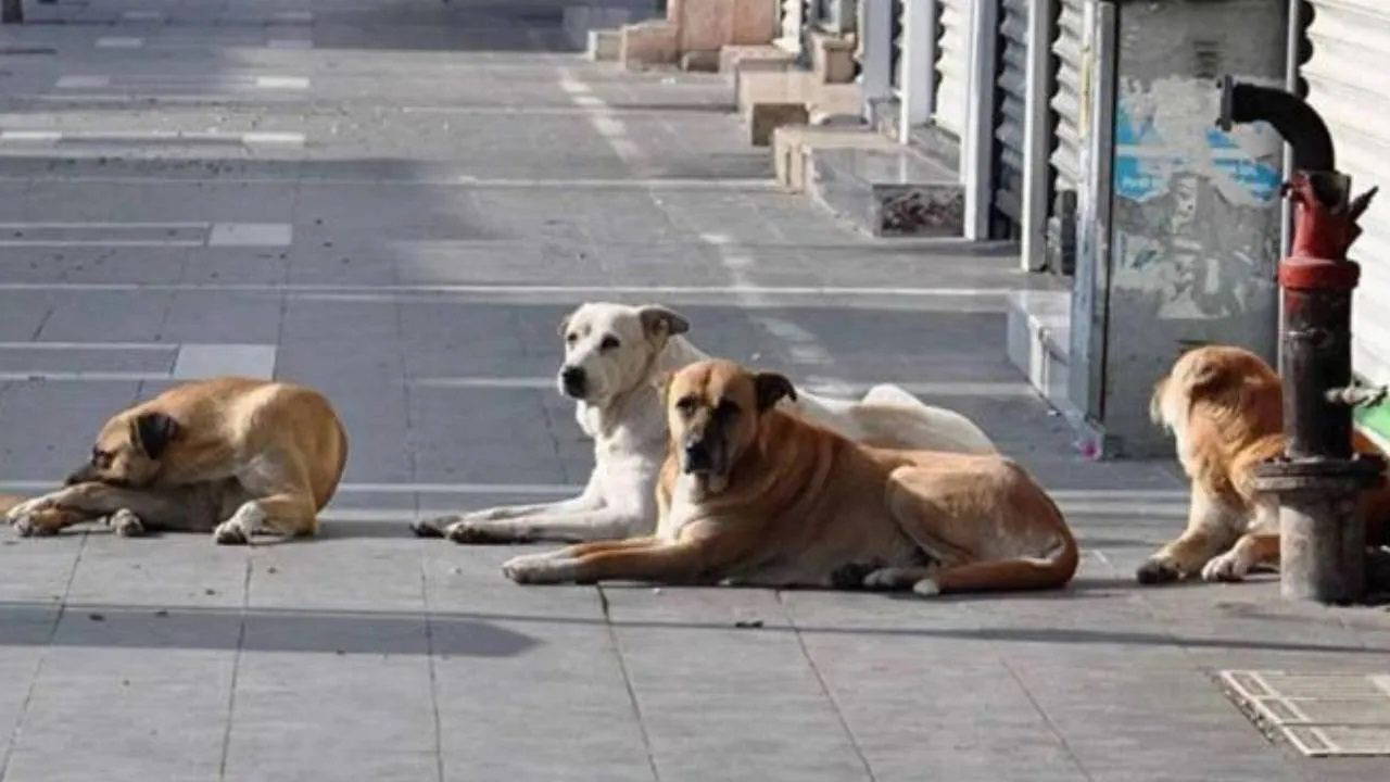 Sokakta yaşayan hayvanları besleme yasağına mahkemeden iptal