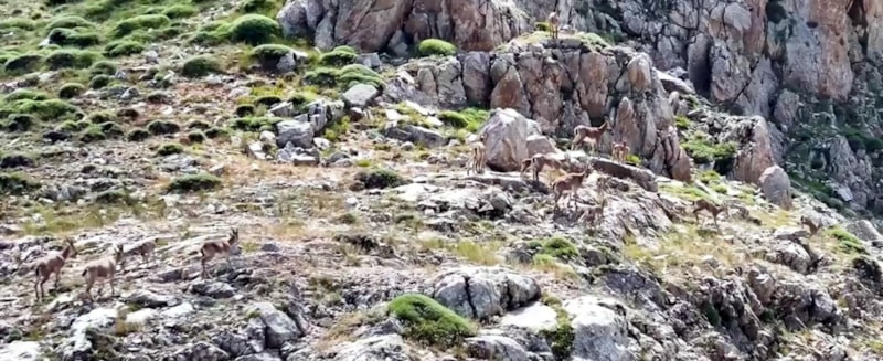 Erzincan Keşiş Dağları'nda yaban keçileri görüntülendi