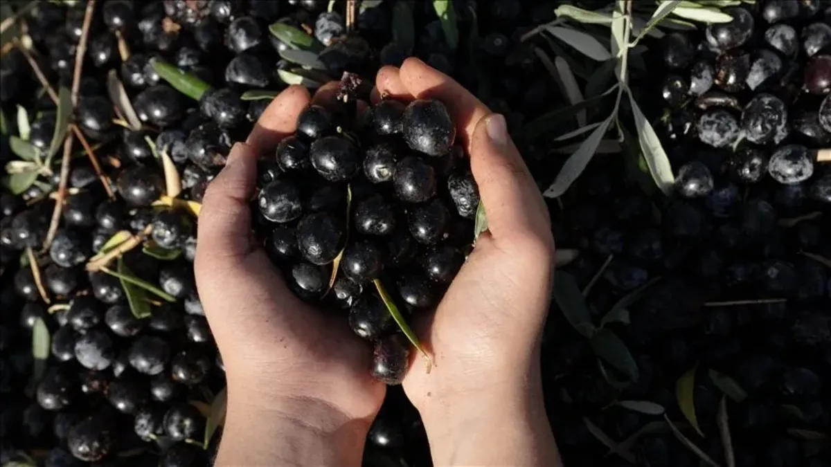 İzmir'de sonbaharın en lezzetli telaşı başladı! Herkes bu zeytini bekliyor