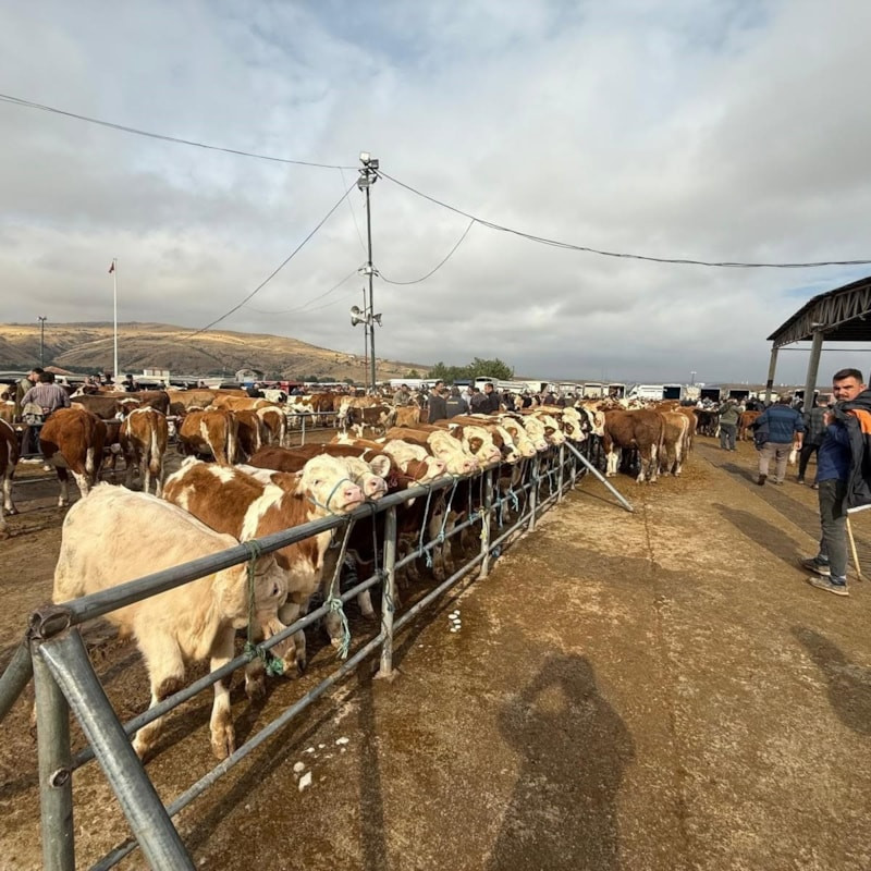 Yozgat'ta şap hastalığı tedbiri: Hayvan pazarları kapatıldı