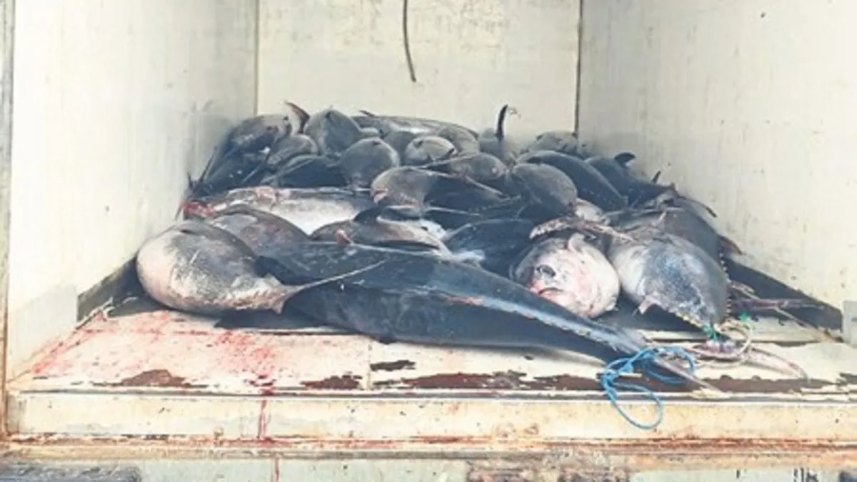 Kamyonetten 3 ton orkinos çıktı