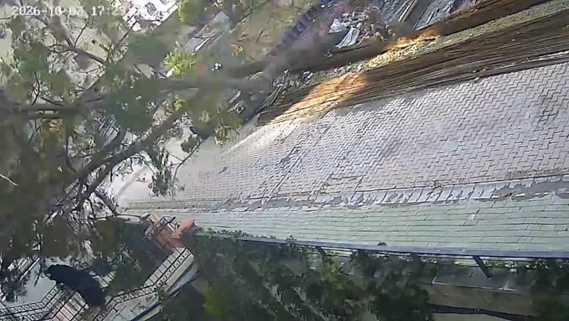 İstanbul'da devrilen ağacın altında kalmaktan kıl payı kurtuldu