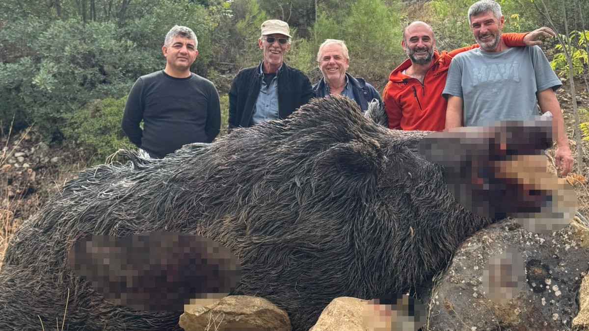 Bilecik'te 350 kiloluk domuz vuruldu: Mısır tarlalarını mahvetti