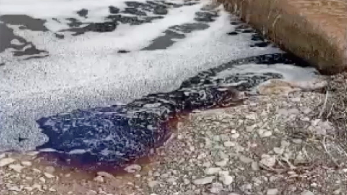 Yalova açıklarında deniz yüzeyi kırmızıya boyandı