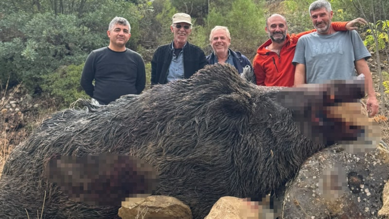 Bilecik'te 350 kiloluk domuz vuruldu: Mısır tarlalarını mahvetti