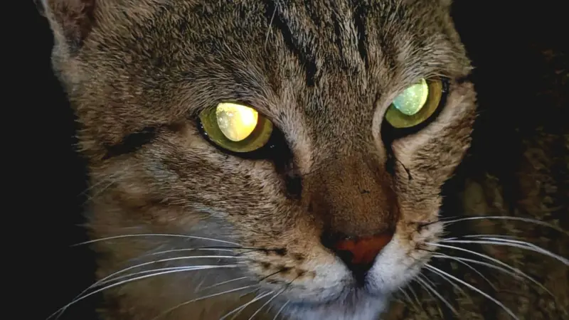 Kedi gözlerinden ilham alan kamera teknolojileri
