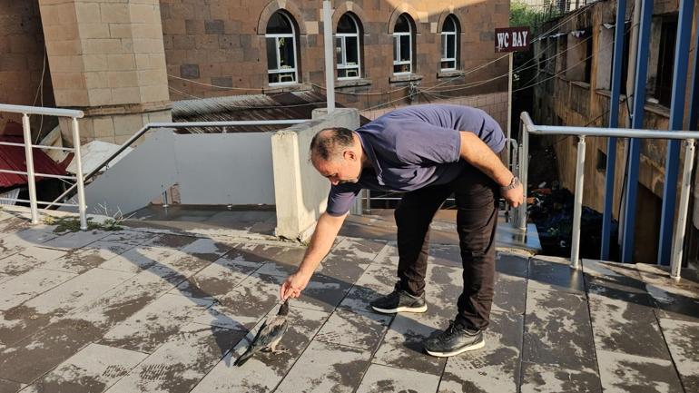 Bitlis’te gülümseten dostluk! Hasta halde bulduğu karga, 40 yıllık kasabın dükkanını mesken tuttu
