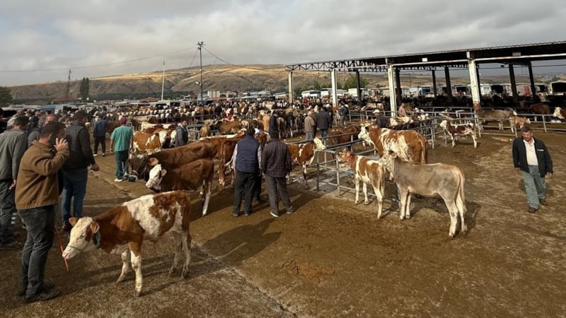 Yozgat'ta şap hastalığı tedbiri: Hayvan pazarları kapatıldı