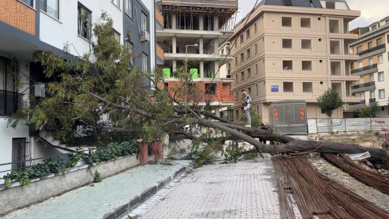 İstanbul'da devrilen ağacın altında kalmaktan kıl payı kurtuldu
