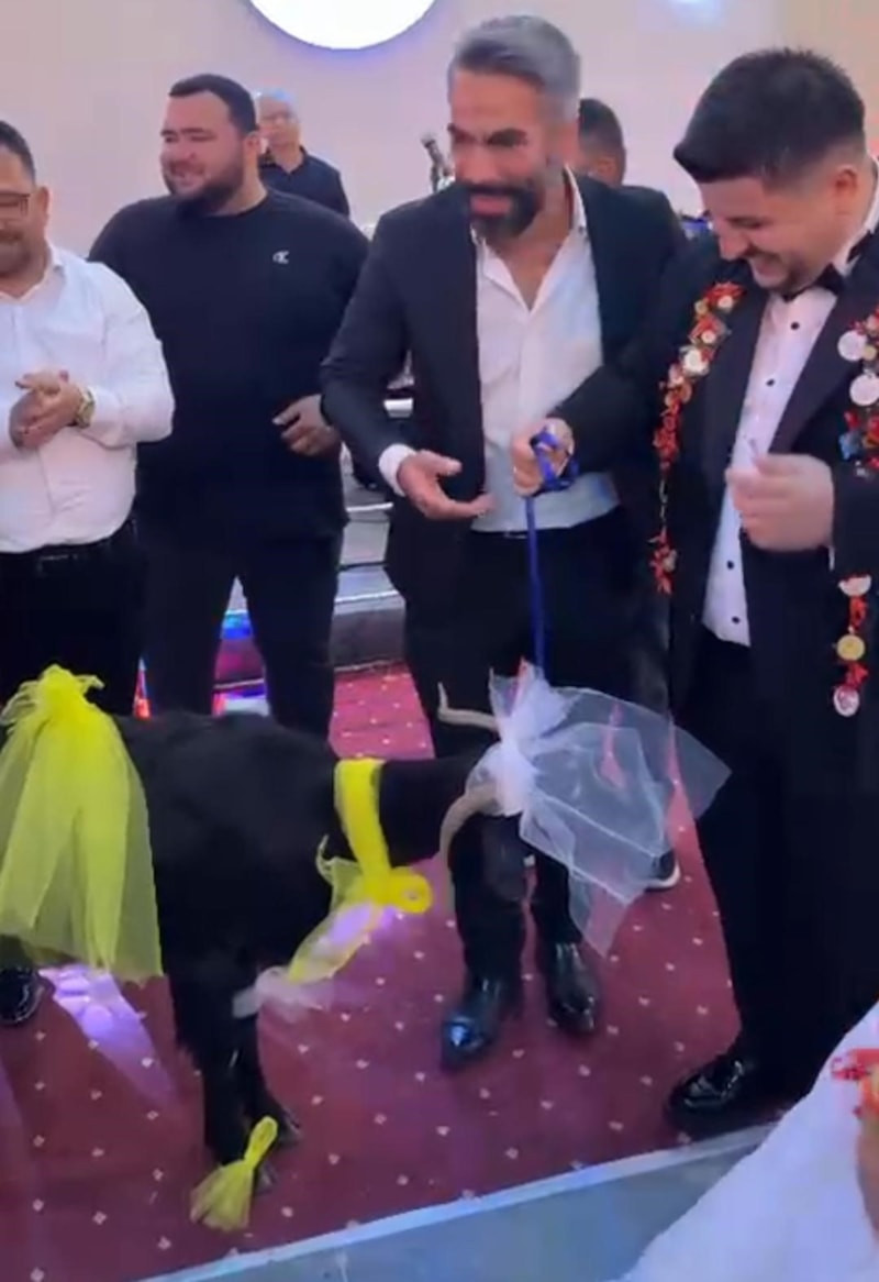 Adana'da ilginç takı merasimi: Arkadaşına keçi hediye etti