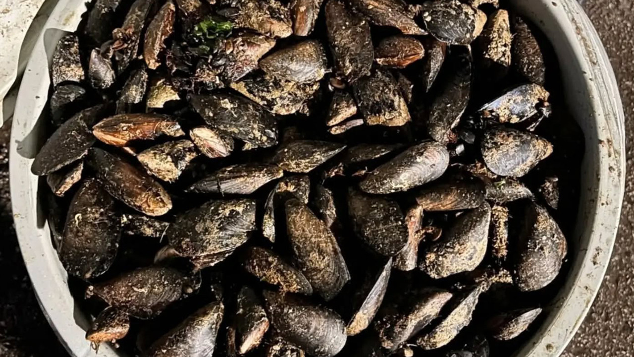 Piyasaya sürüp felaketi yaşatacaklardı: 650 kilo bozuk midye çıktı