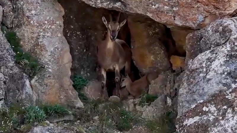 Erzincan Keşiş Dağları'nda yaban keçileri görüntülendi
