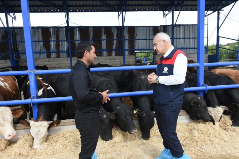 Malatya'da 238 bin büyükbaş hayvan şap hastalığına karşı aşılanıyor