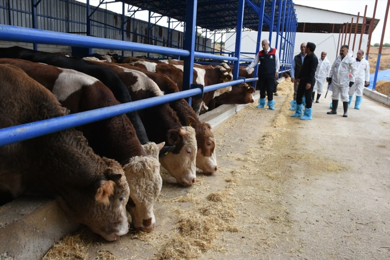 Malatya'da 238 bin büyükbaş hayvan şap hastalığına karşı aşılanıyor