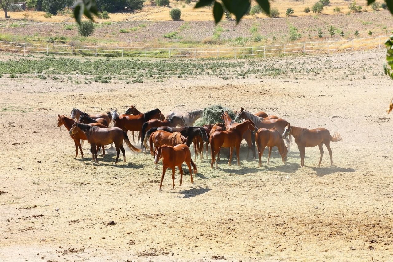 13 safkan tay için servet ödediler