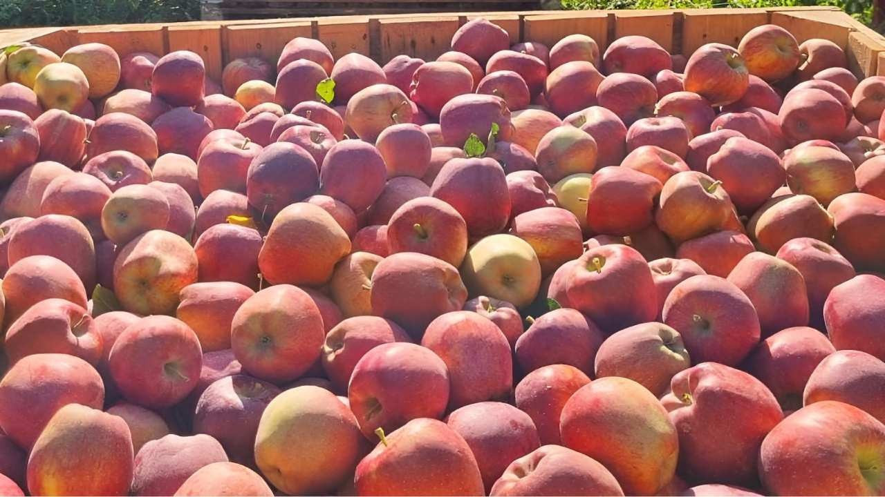 Elmada fiyat uçurumu: Üreticiden markete 7 kat artışla geliyor