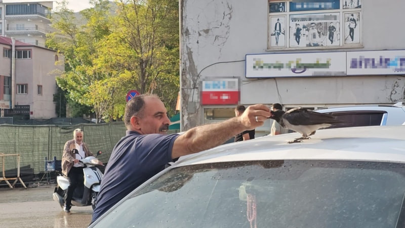 Bitlis'te kasap ile karga arasındaki sıra dışı dostluk
