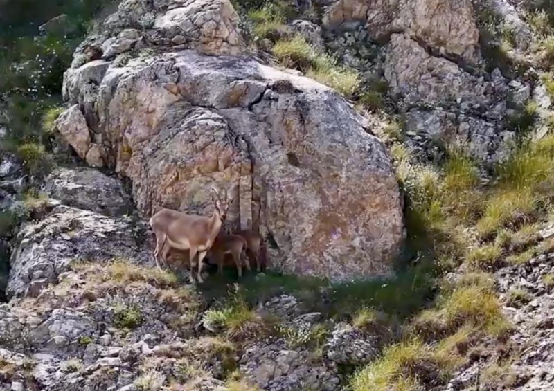 Erzincan Keşiş Dağları'nda yaban keçileri görüntülendi