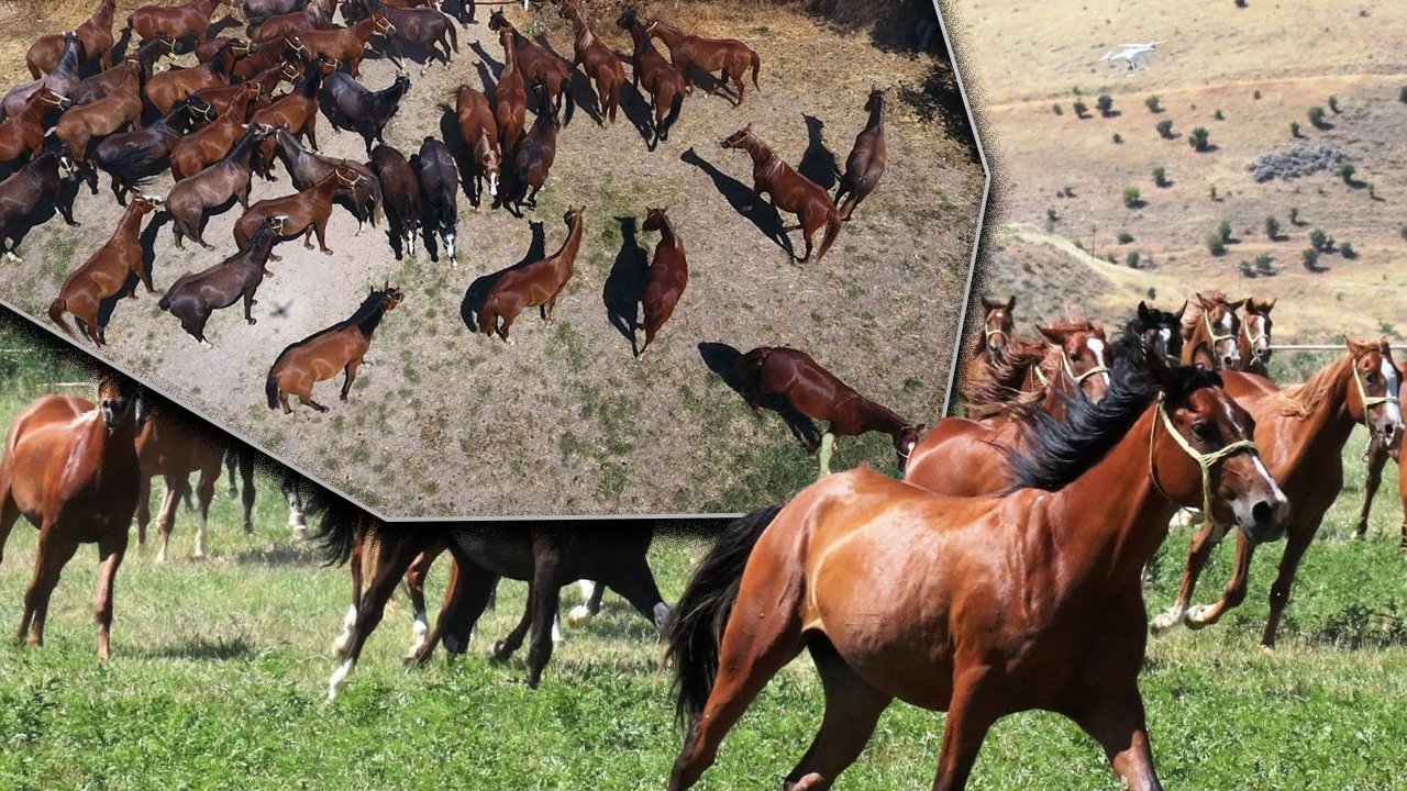13 safkan tay için servet ödediler