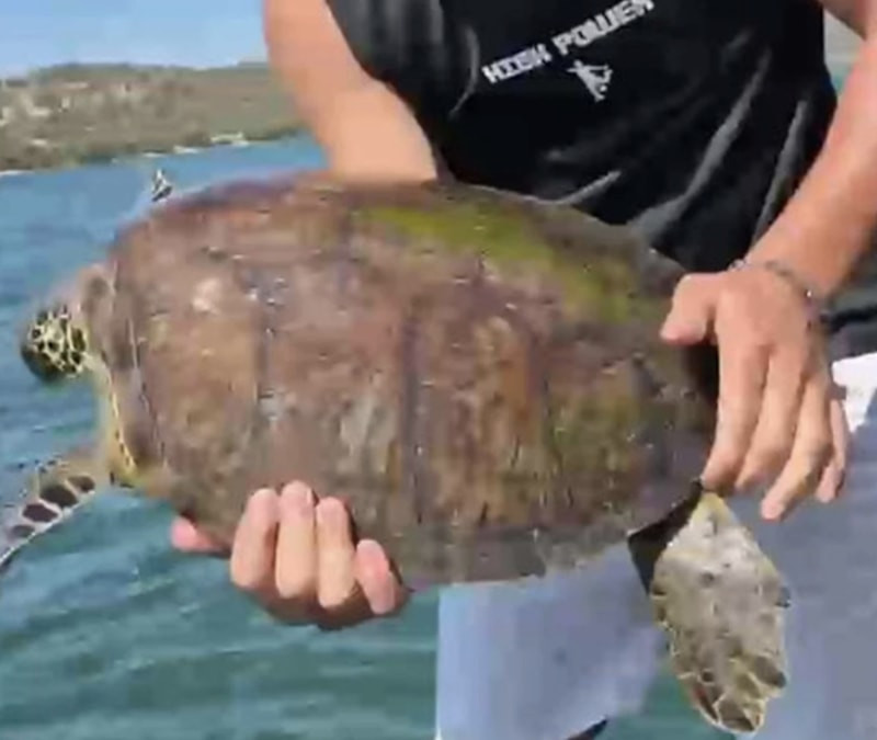 Muğla'da pet şişe bağlanmış deniz kaplumbağası kurtarıldı