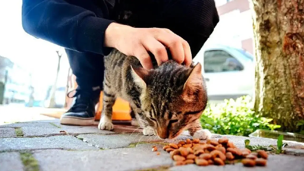 4 Ekim Hayvanları Koruma Günü nedir? 4 Ekim Hayvanları Koruma Günü nasıl ortaya çıktı? Hayvanları Koruma Günü anlam ve önemi